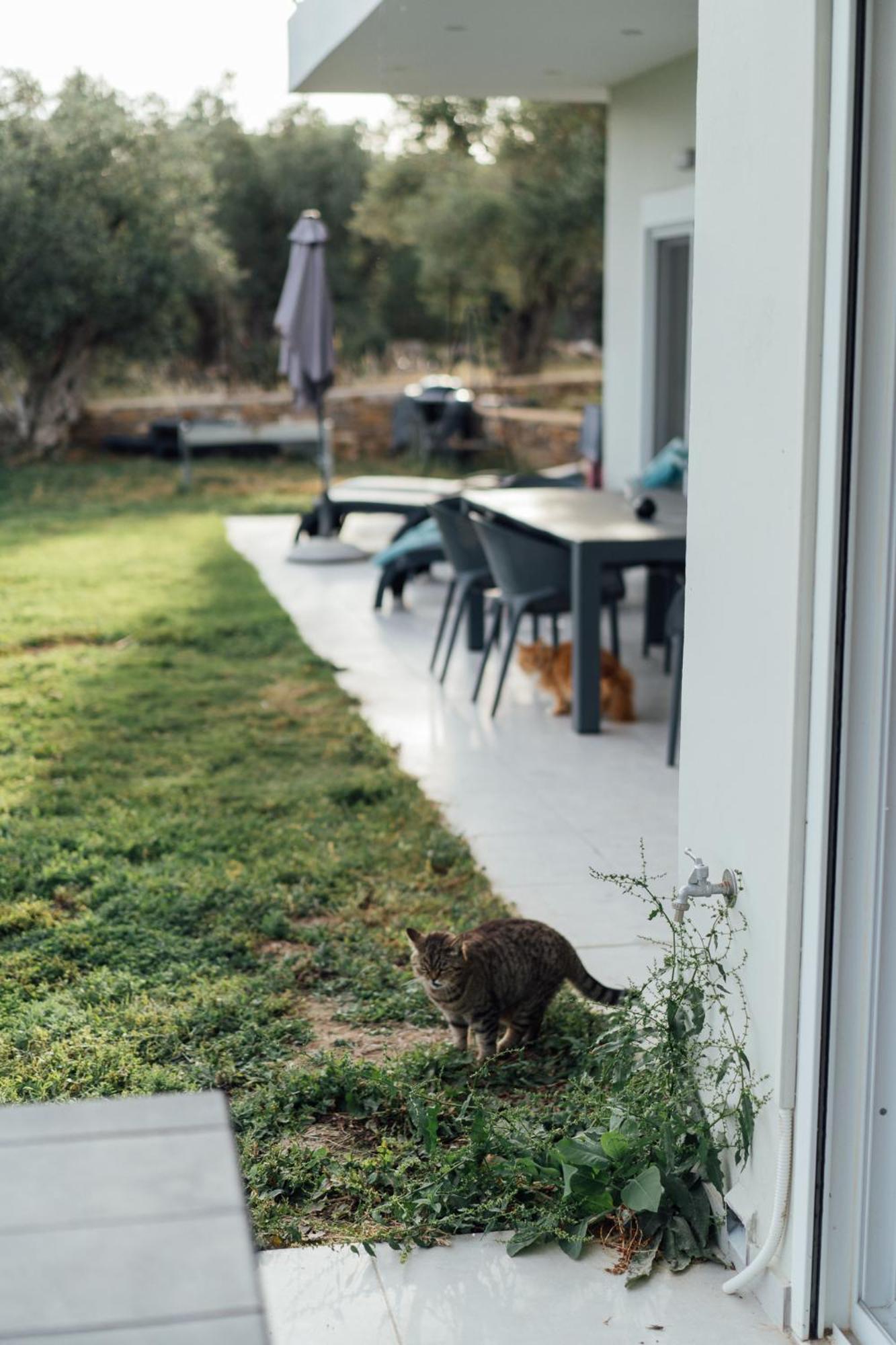 Blue Waves Luxury Suites By The Sea Plomari Buitenkant foto